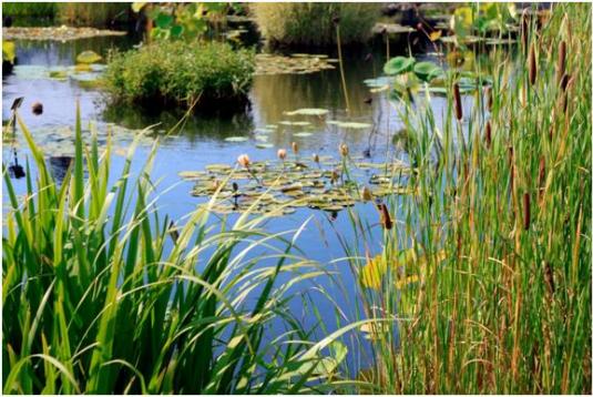 Wetlands