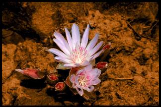 M6_JEAN BARR_Lewisia_rediviva_Bitterroot